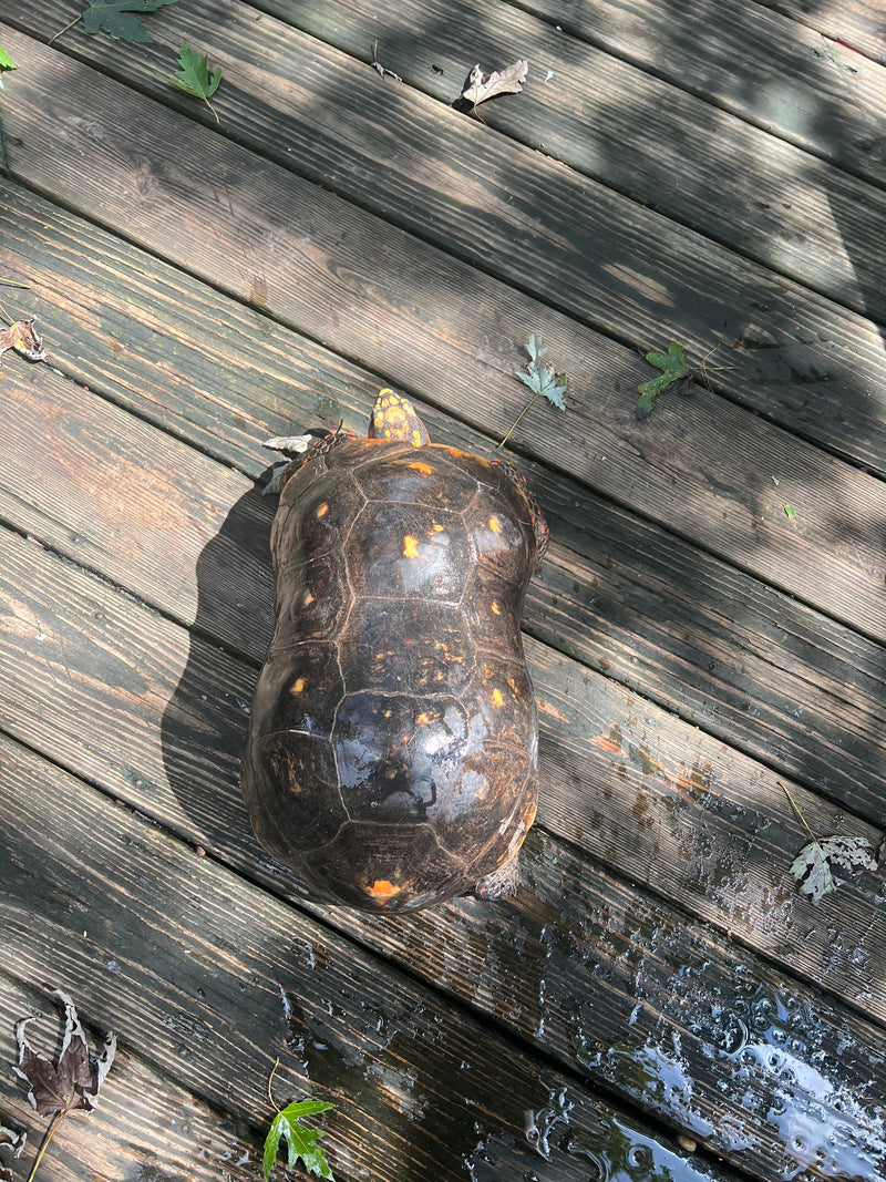 Suriname Red Foot Tortoise Adult Pair 5 (Chelonoidis carbonaria)