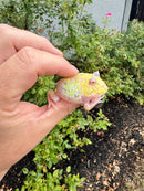 Mutant  Pacman Frog