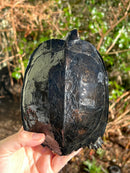 Black Marsh Turtle Adult Pair
