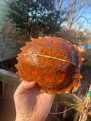 Spiny Hill Turtle Adult Pair