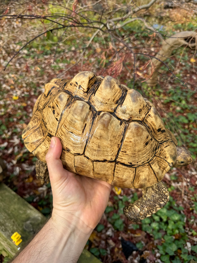 Leopard Tortoise Adult Male