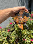Twist-necked Turtle LTC Male