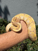 Banana Ball Python Mixed Morph Female