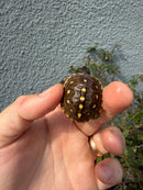 Hi Color Eastern Box Turtle Baby