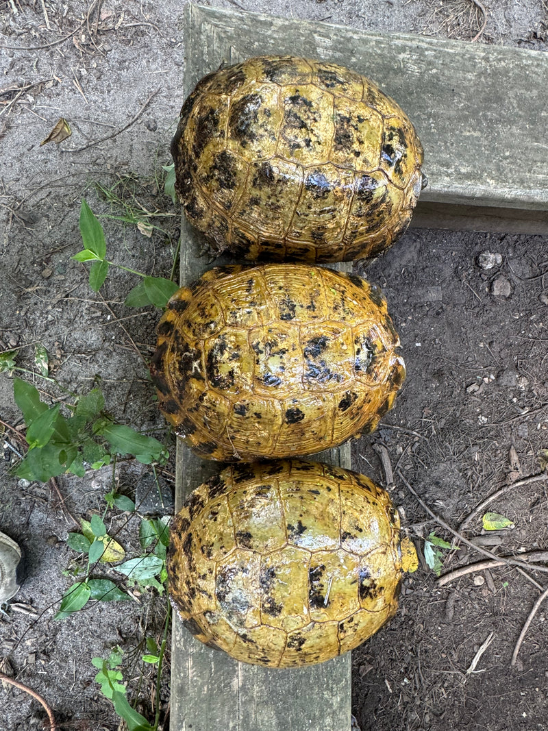 Russian Tortoise Adult Female Group (0.3)   (Testudo horsfieldii)