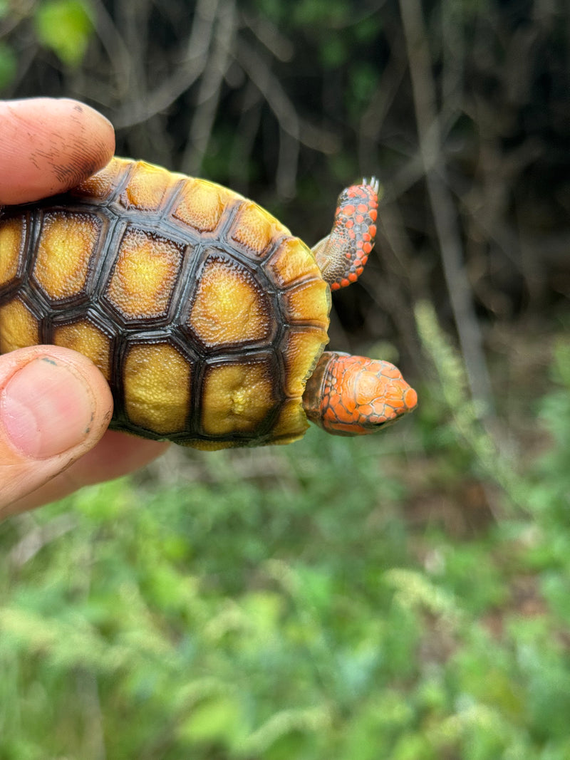 Cherrybomb Red Foot Tortoise Baby 2025