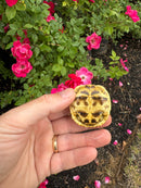 Sri Lankan Star Tortoise 2026