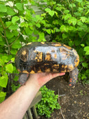 HI COLORED Suriname Red Foot Tortoise Adult Pair 6 (Chelonoidis carbonaria)