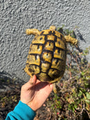 Eastern Hermann's Tortoise Adult Female