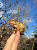 Golden Gliding Tree Frog (Polypedates leucomystax)