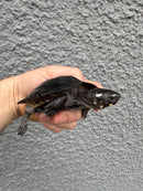 Black Marsh Turtle CH Juvenile