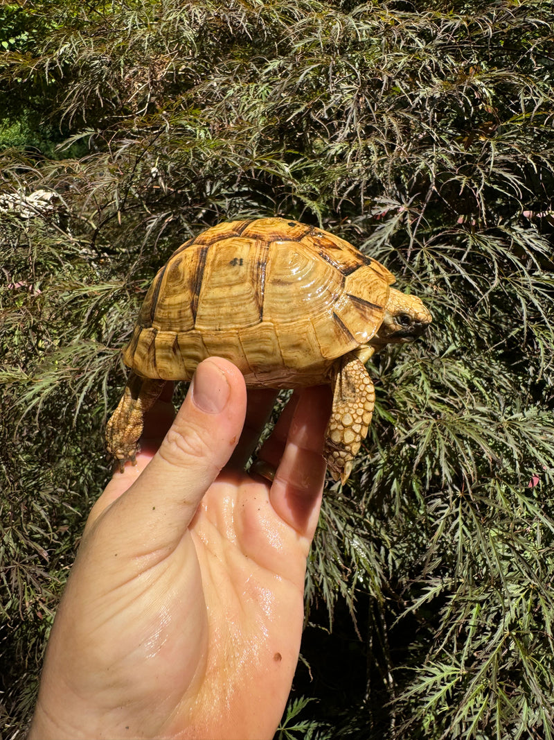 Syrian Golden Greek Tortoise Pair