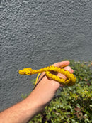 Biak Green Tree Python Yellow Neonate