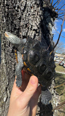 Adult Northern Diamondback Terrapin Female