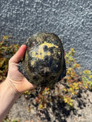 European Pond Turtle Adult Pair