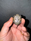 Hi White Concentric Diamondback Terrapin 2024