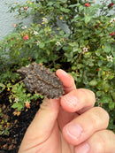 Alligator Snapping Turtle X Common Snapping Turtle