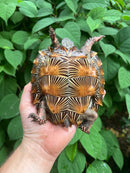 Spiny Hill Turtle Sub-Adult Female