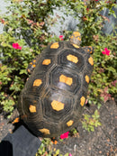 Red Foot Tortoise Adult Female