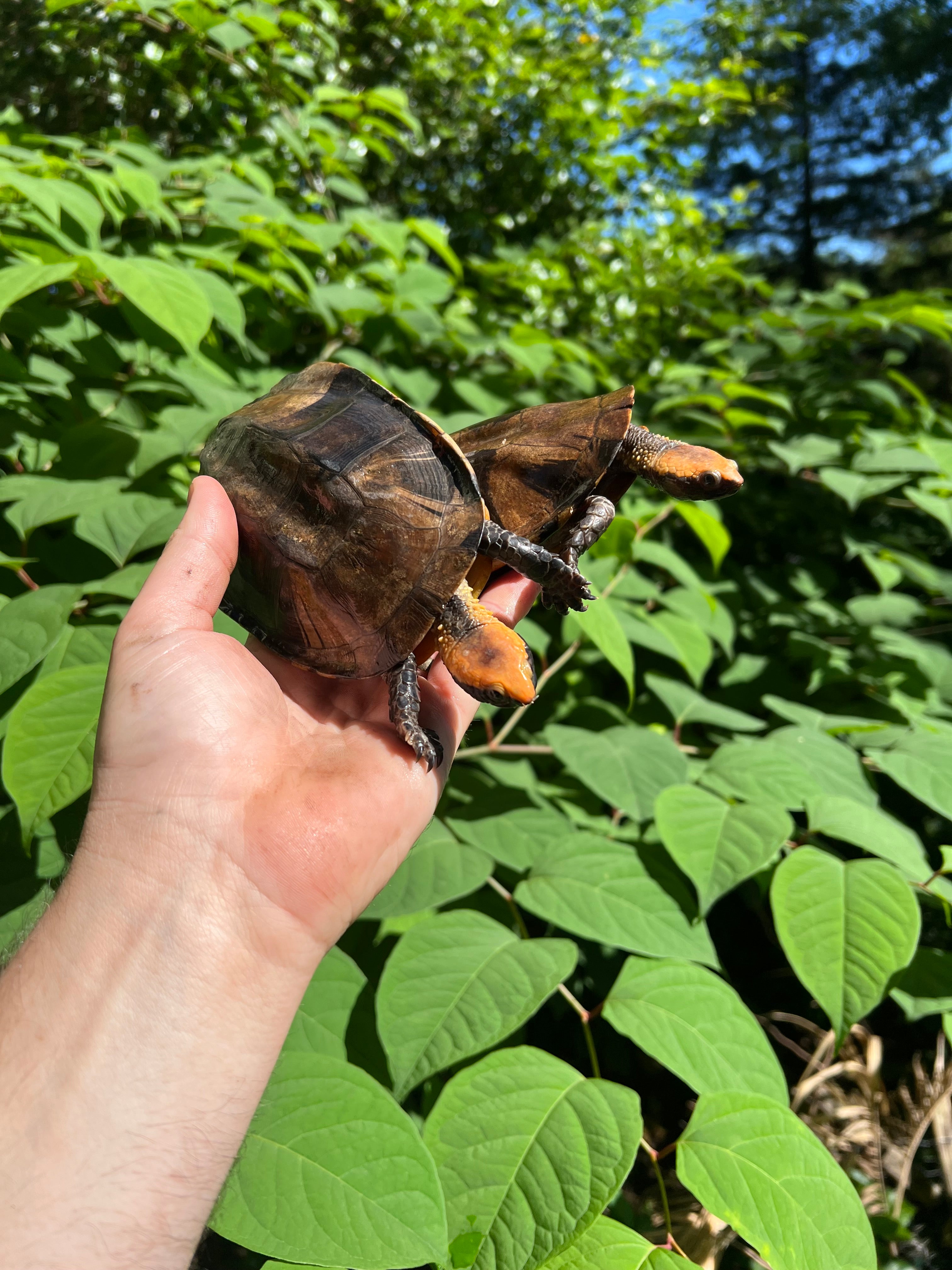 Twist-necked Turtle For Sale | American Reptile Distributors