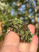 Vietnamese Mossy Tree Frog (Theloderma corticale)
