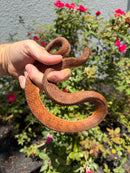 Red Salt Marsh Water Snake Adult Female