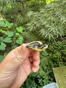 HI YELLOW Florida Box Turtle 2025