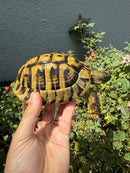 Eastern Hermann's Tortoise Adult Male