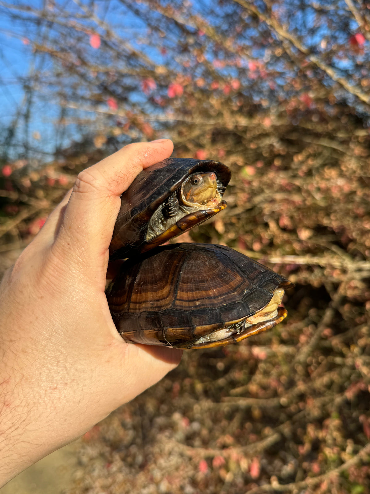 Red Cheeked Mud Turtle For Sale | American Reptile Distributors