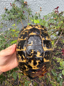 Mesopotamian Greek Tortoise Adult Male