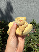 Banana Ball Python Mixed Morph Female