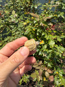 Albino Florida Snapping Turtle 2026