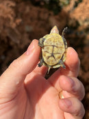 HI YELLOW Florida Box Turtle Baby