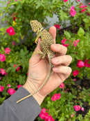 Aquaflame Blue Eastern Collared Lizard Adult Pair