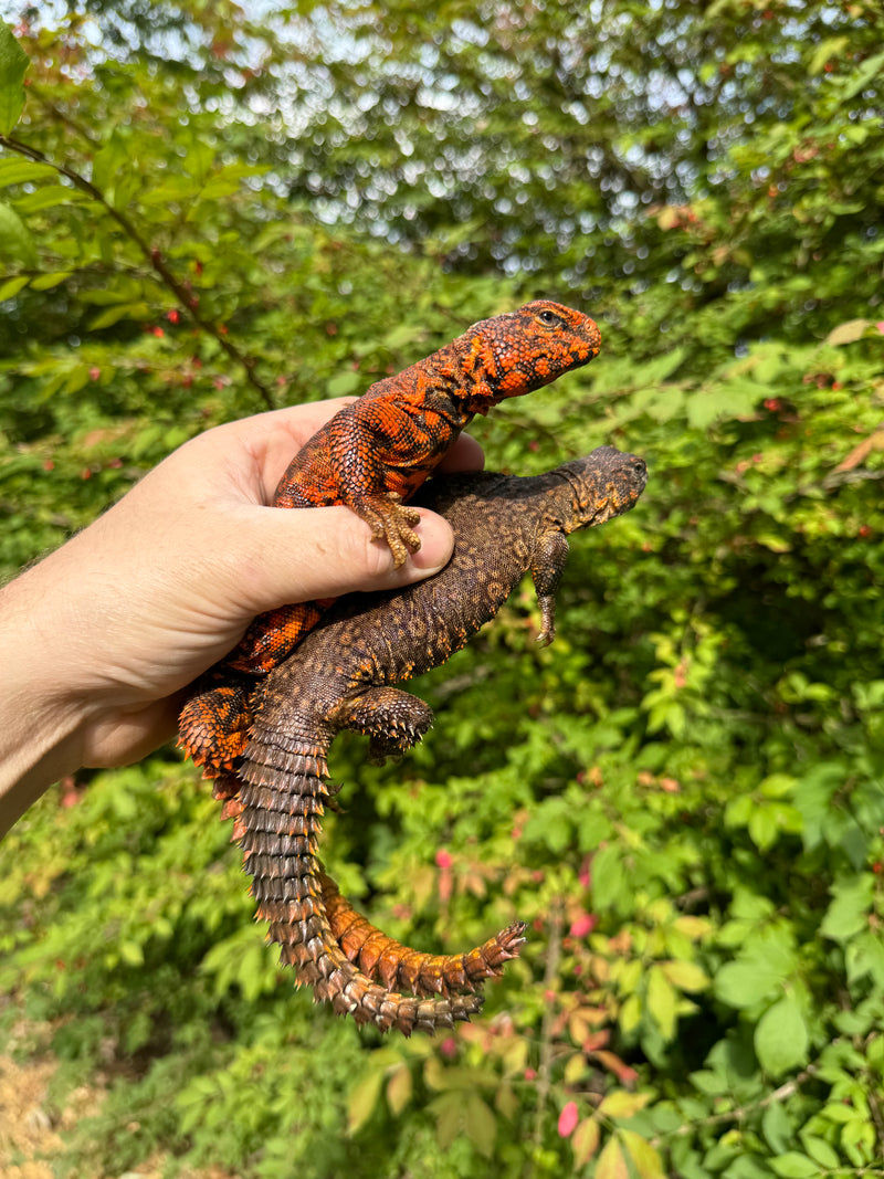 Super Red Niger Uromastyx Adult Pair