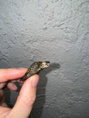 Hi White Concentric Diamondback Terrapin 2024