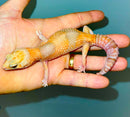 Albino Tangerine African Fat Tailed Gecko Adults (Hemitheconyx caudicinctus)