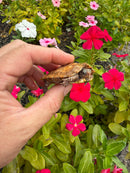Hi Orange Vietnamese Black Breasted Leaf Turtle Baby