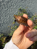 Northern Keeled Box Turtle Baby