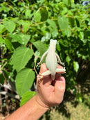 Snow Green Iguana 2024