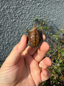 Northern Keeled Box Turtle Baby