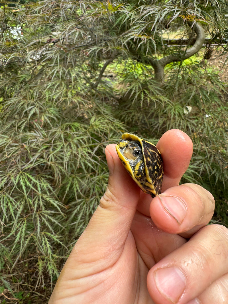 HI YELLOW Florida Box Turtle Baby 2024