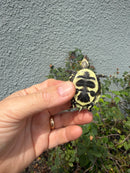 HI YELLOW Florida Box Turtle