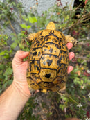 Mesopotamian Greek Tortoise Adult Male