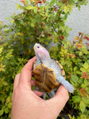 Ornate Diamondback Terrapin Male