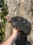 Barbados Red Foot Tortoise Adult Pair