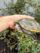 Northern Diamondback Terrapin Adult Female