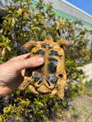 Libyan Greek Tortoise Adult Male