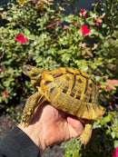 Eastern Hermann's Tortoise Adult Male