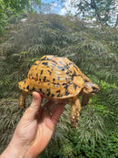 Libyan Greek Tortoise Adult Female